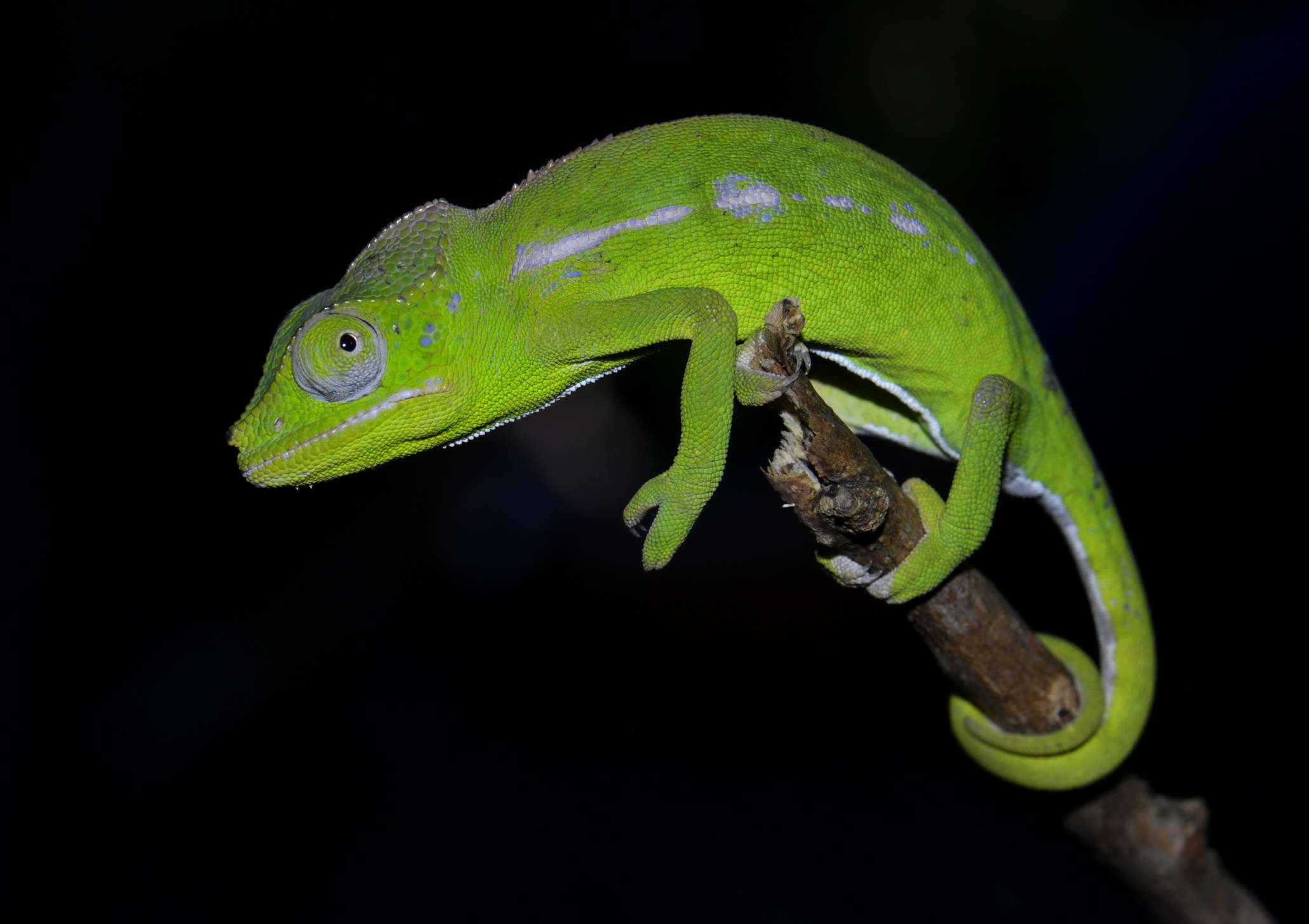 Belalanda Chameleon