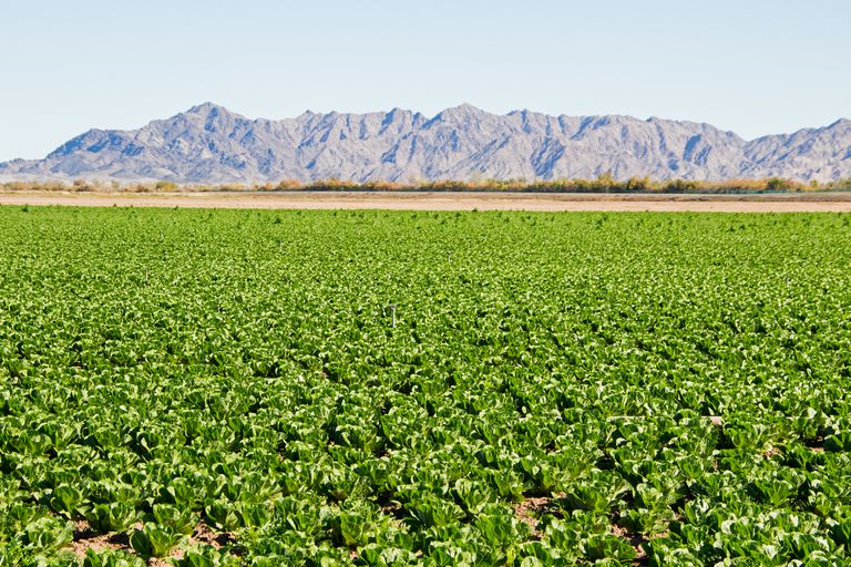 亚利桑那州尤马（Yuma）的山麓丘陵附近生长着一大批生菜。“class=