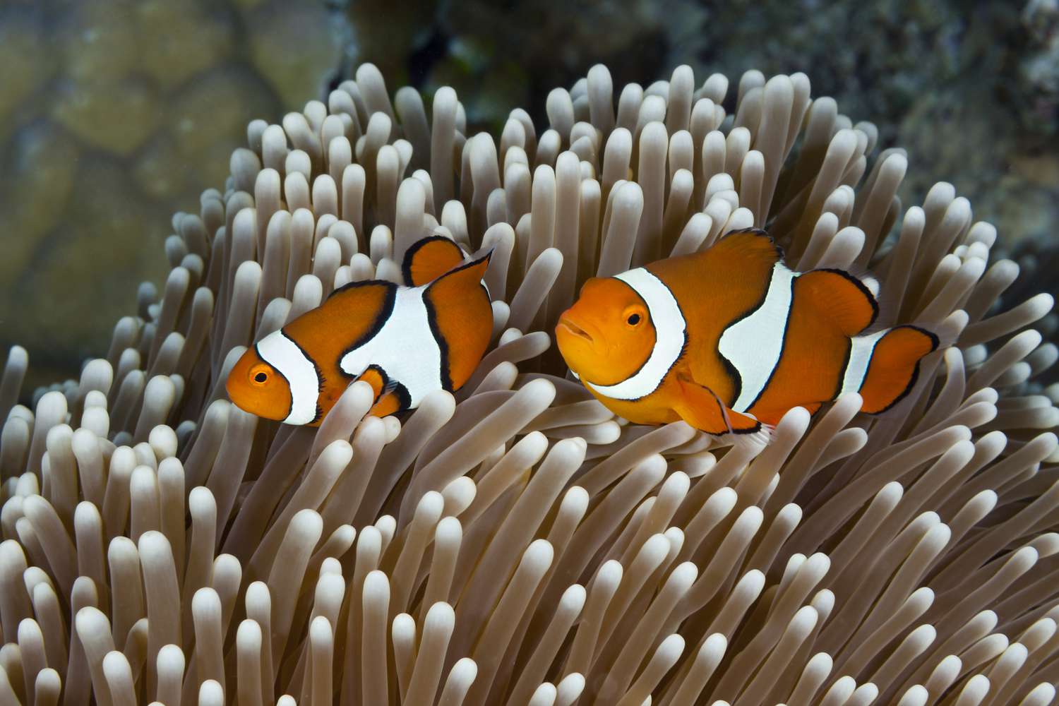 两个小丑鱼在大堡礁,澳大利亚