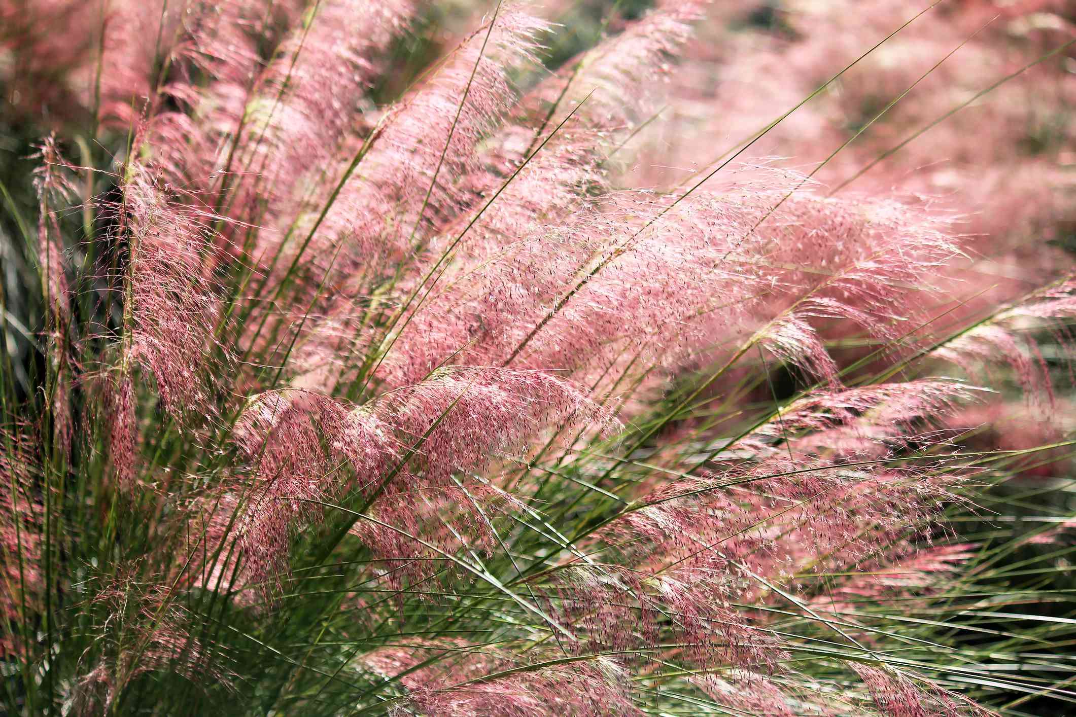 毛毛草(Muhlenbergia capillaris)＂width=