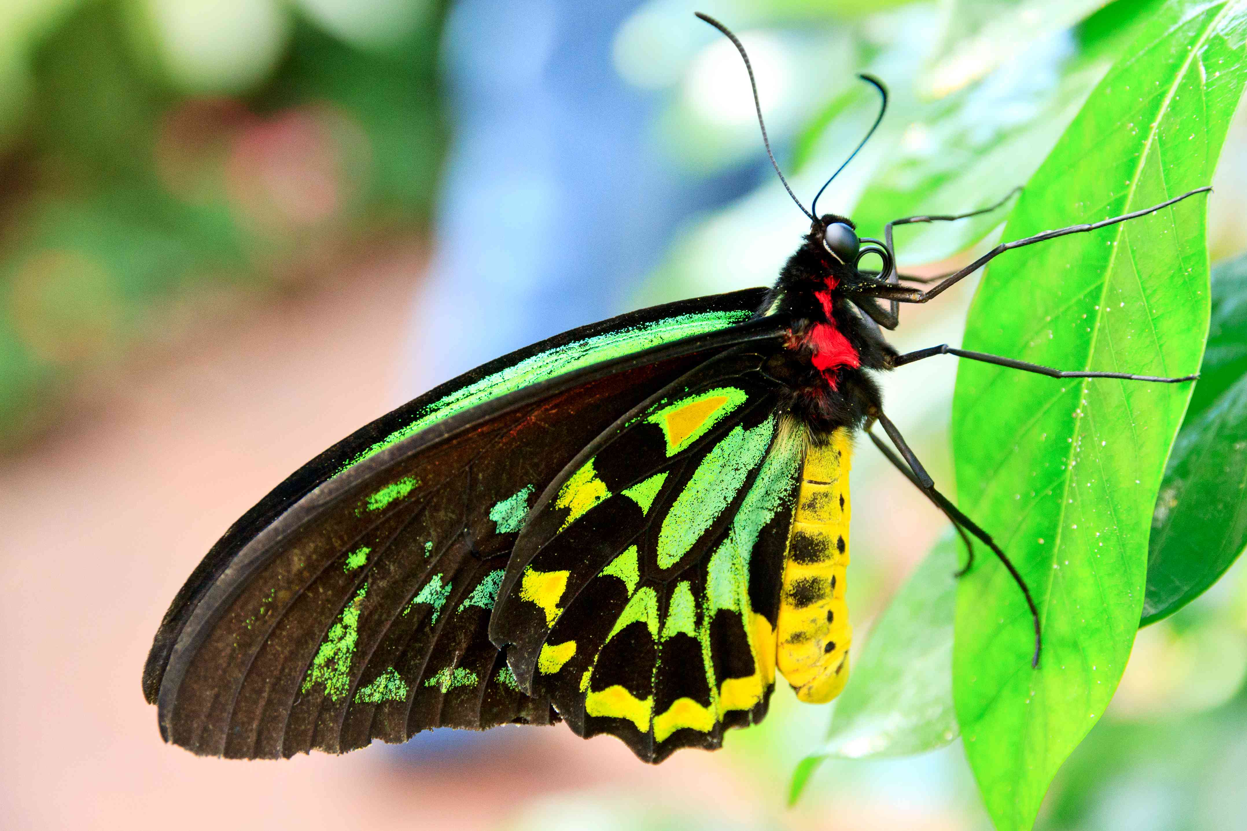 一只色彩斑斓的亚历山德拉王后鸟翼蝴蝶栖息在一片树叶上