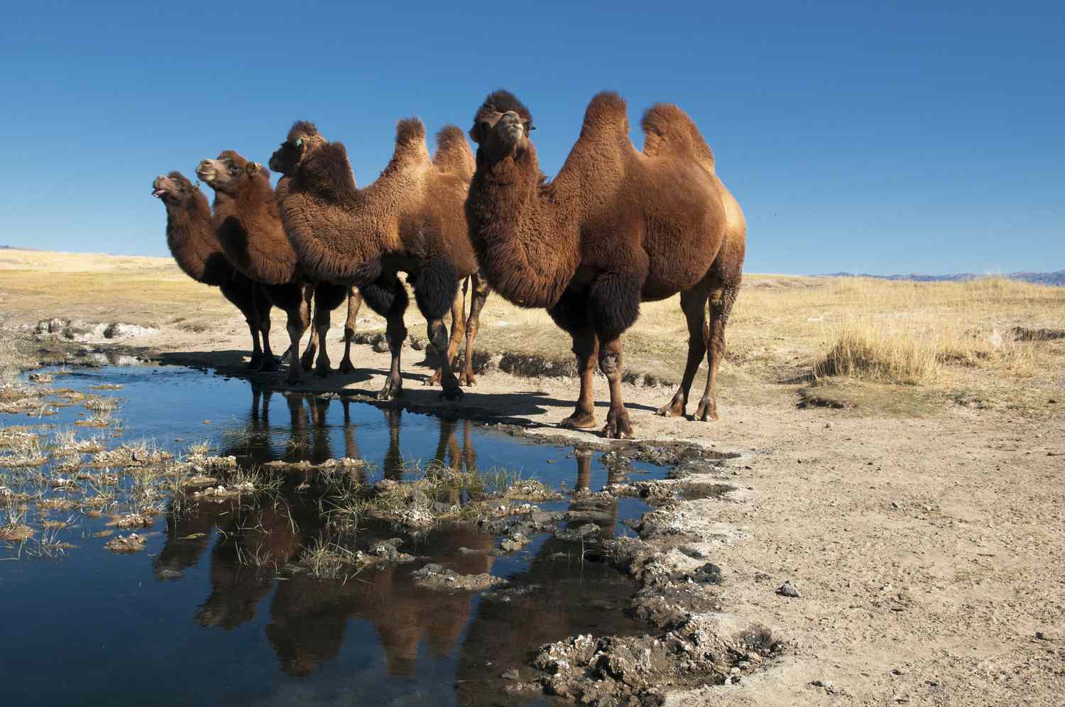 一群双峰驼站在沙漠中的一个小水池旁＂>
          </noscript>
         </div>
        </div>
        <figcaption id=