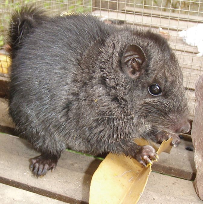 一只毛茸茸的灰色老挝岩鼠正在咀嚼一片树叶＂width=
