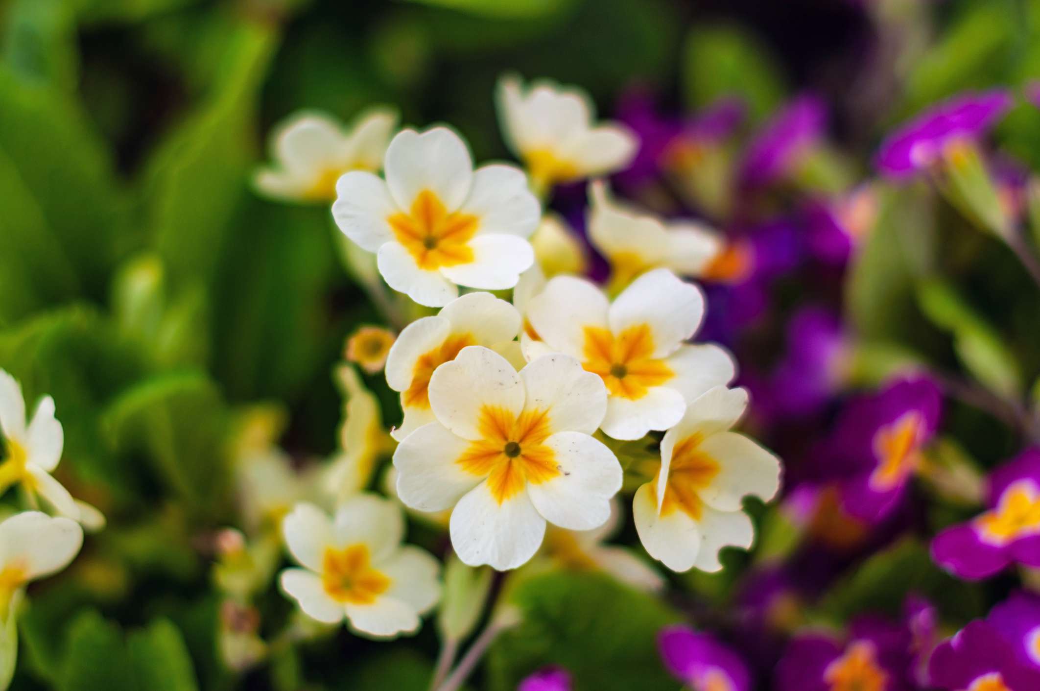 长在紫色花旁边的白色报春花
