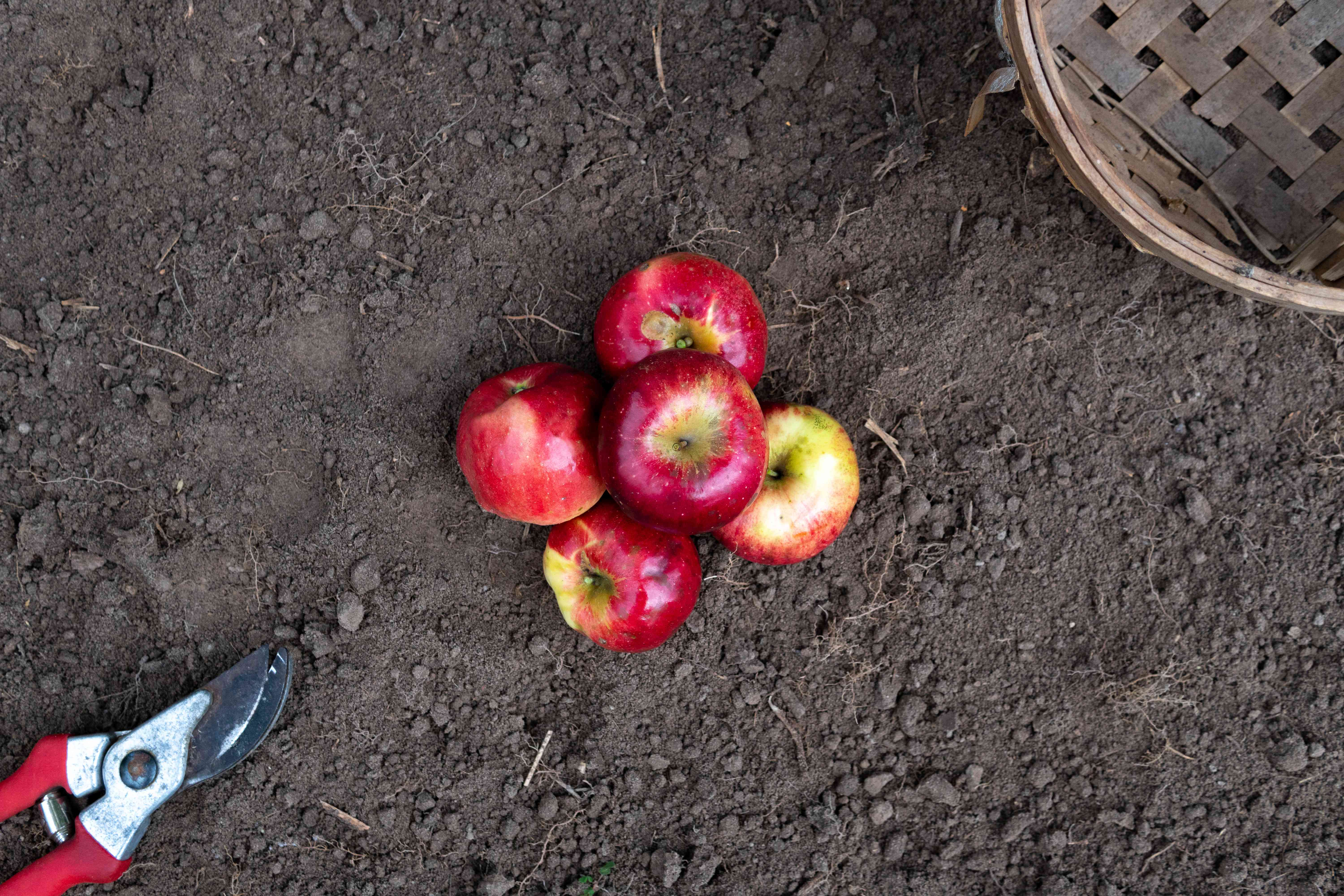红苹果和黑色泥土上的篮子
