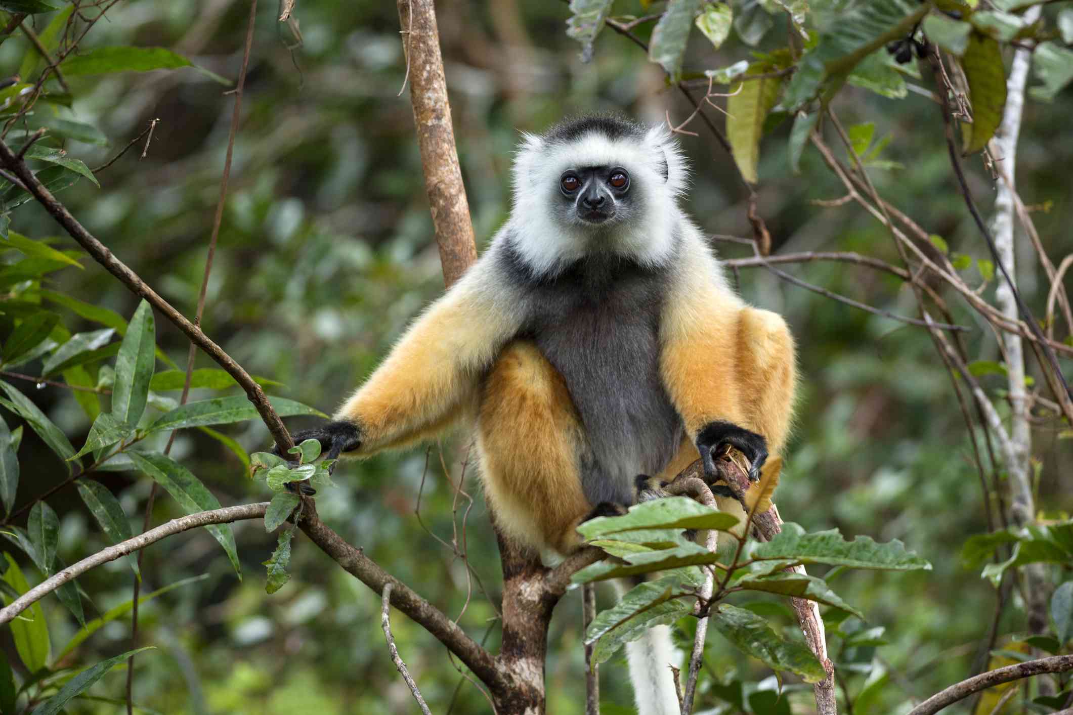 栖息在马达加斯加森林树上的冠狐猴＂width=