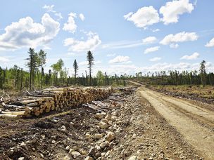 附近的北方森林砍伐德莱顿,安大略省