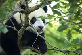 巨大的熊猫在树上“width=