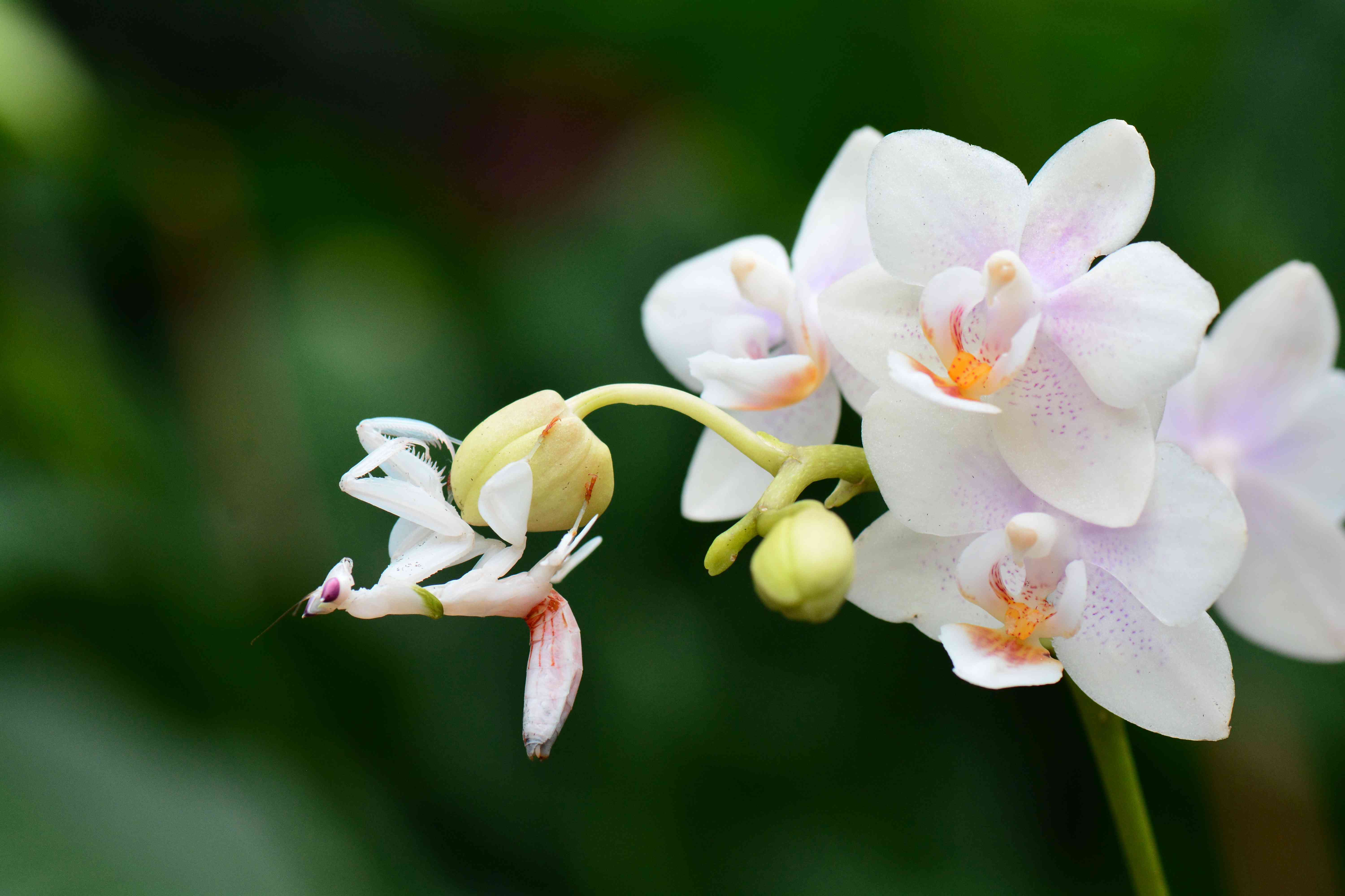一只马来西亚兰花螳螂坐在一朵下垂的兰花上，伪装得很好。＂width=