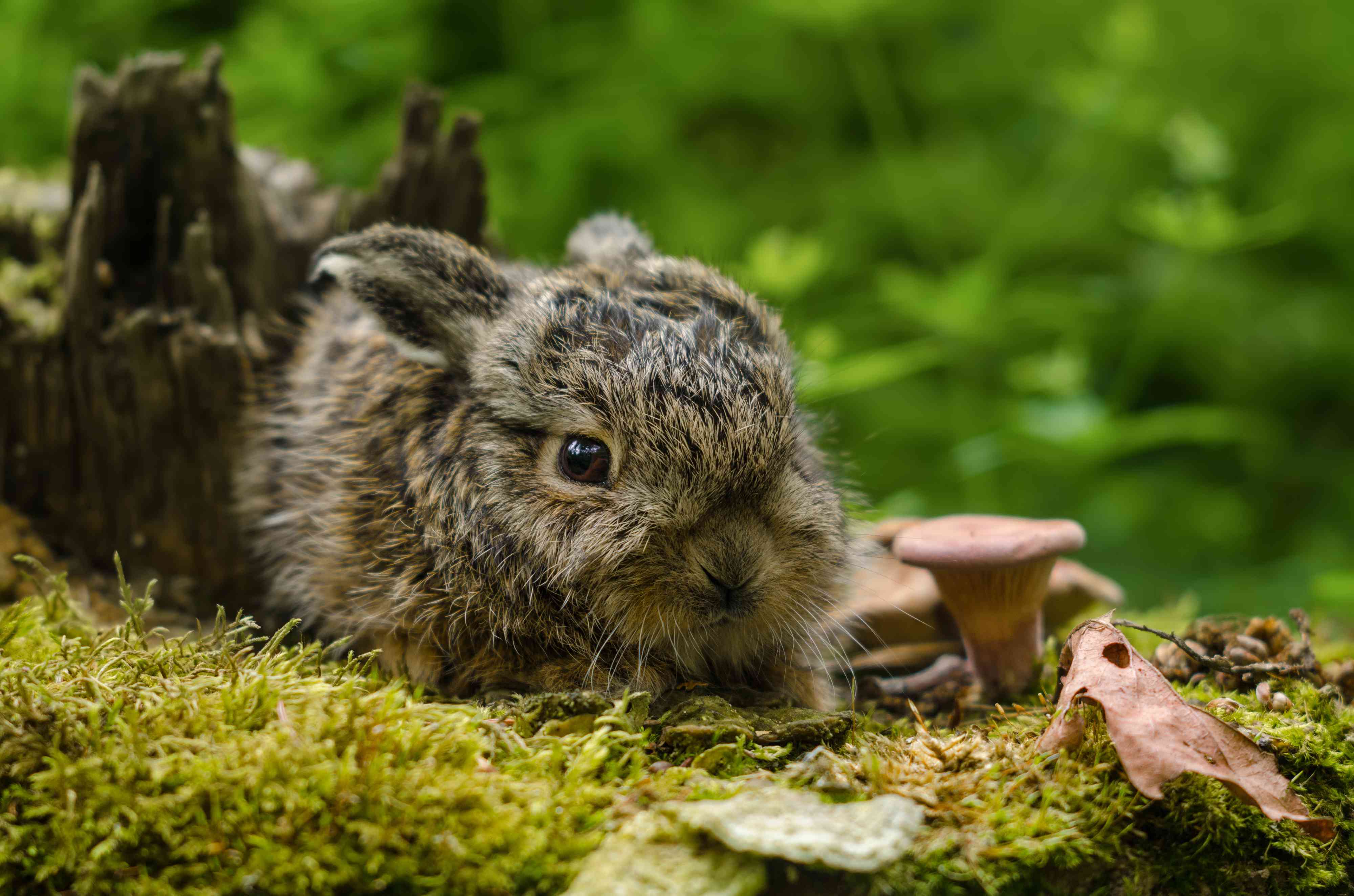 生在苔藓上的小野兔或小兔子