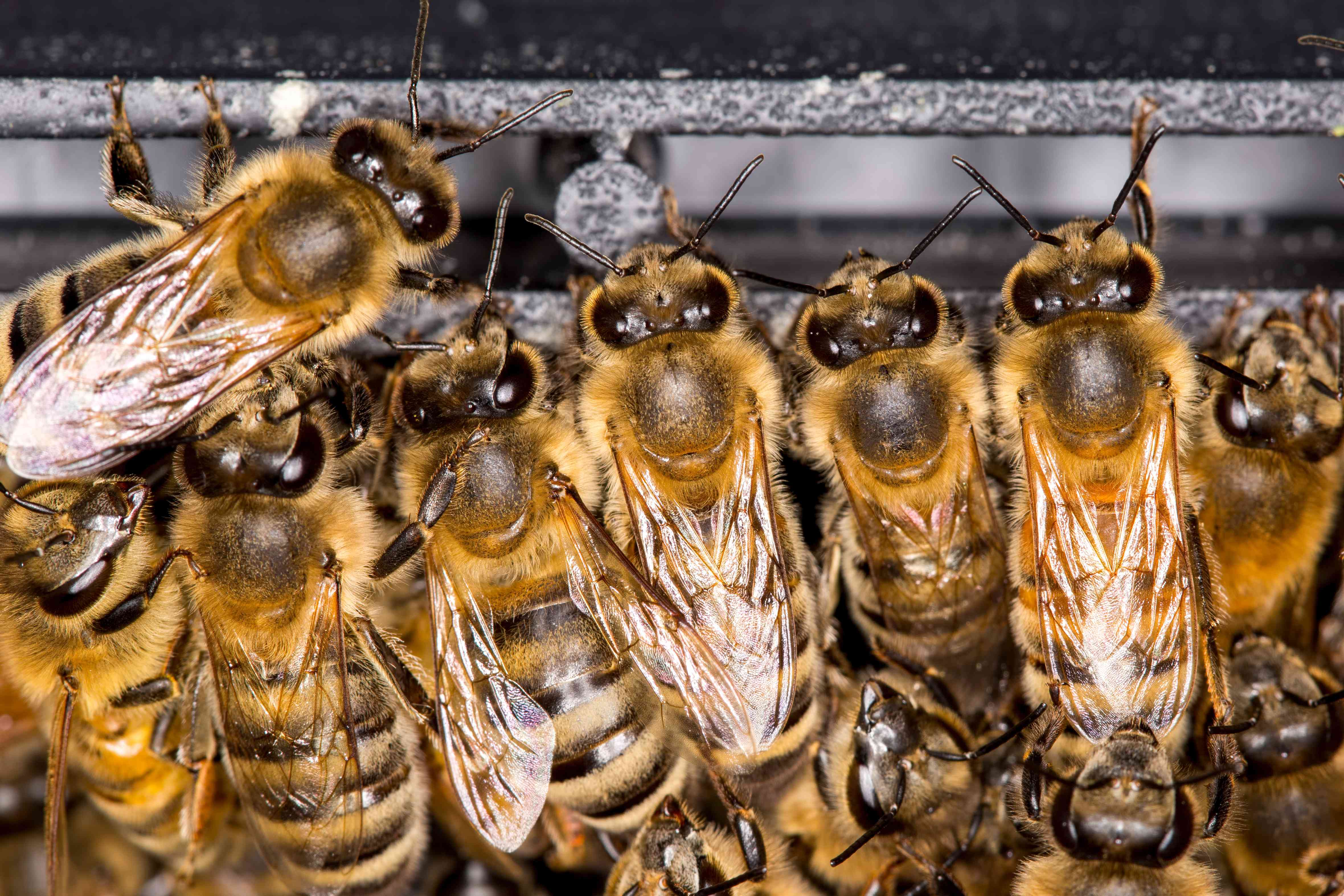 蜜蜂蜷缩在一起在冬天保持温暖。