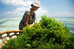 巴厘岛妇女坐在一堆海藻旁边