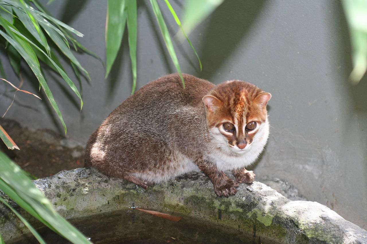 扁头猫，和家猫差不多大，身体黄褐色，前额扁平，耳朵圆，头又长又窄。