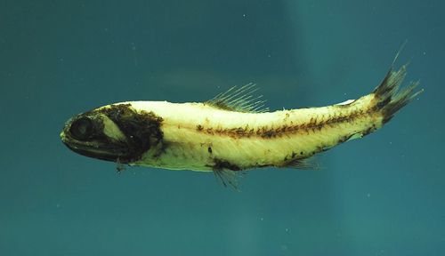 黄黑相间的灯笼鱼，身体侧面有一条棕色的带子。