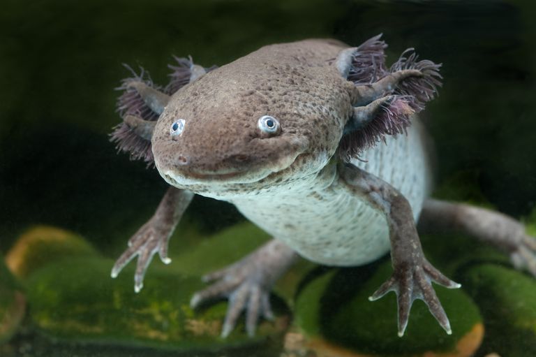 大蜥蜴看起来像它的微笑在水下游泳