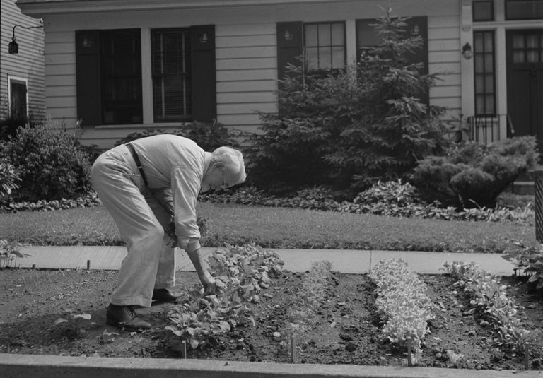 一个男人在胜利花园的前院种植。