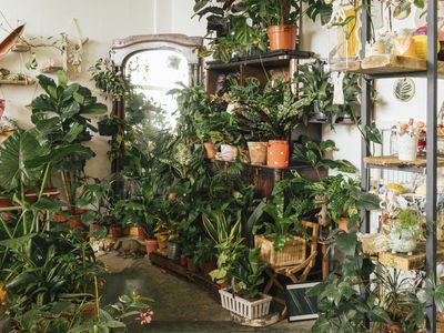 各式各样的植物在一个展厅
