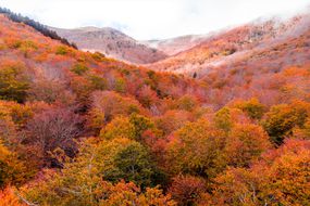 落叶树的红色秋天景观。“width=