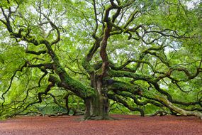 令人难以置信的古老活橡树，有许多粗壮的枝条，位于约翰岛。