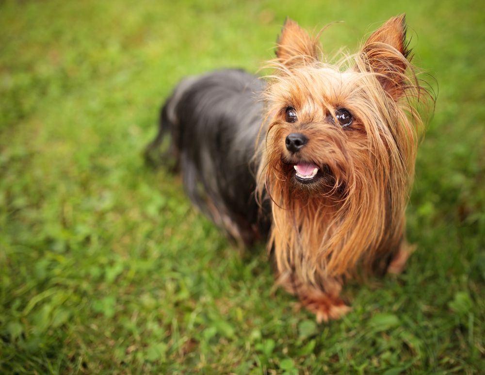 棕黑色约克郡犬站在草地上＂width=