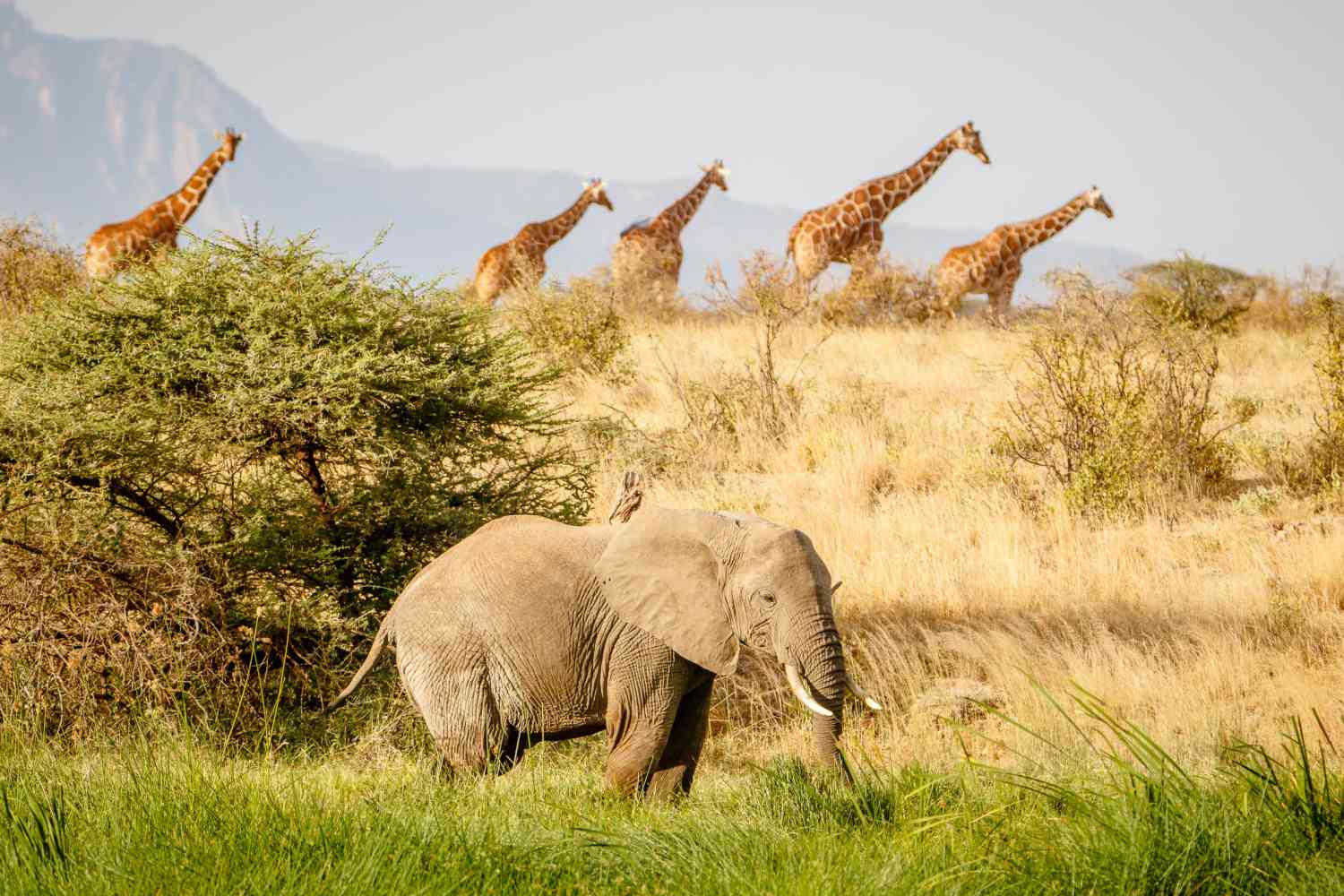热带草原上的大象和长颈鹿
