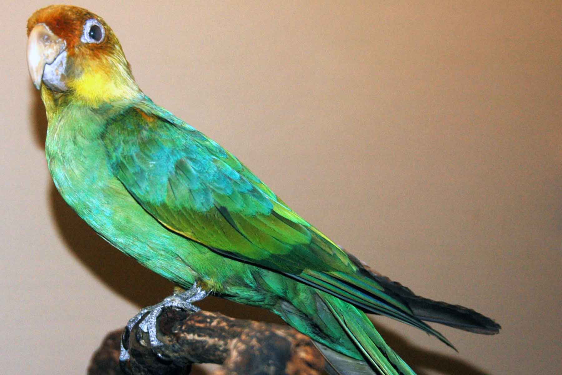 伊利诺斯州芝加哥菲尔德自然历史博物馆的卡罗莱纳长尾小鹦鹉标本，羽毛绿色，头橙色，脖子黄色＂width=