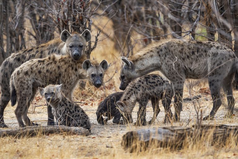 非洲博茨瓦纳奥卡万戈的一群斑点鬣狗(Crocuta Crocuta)＂class=