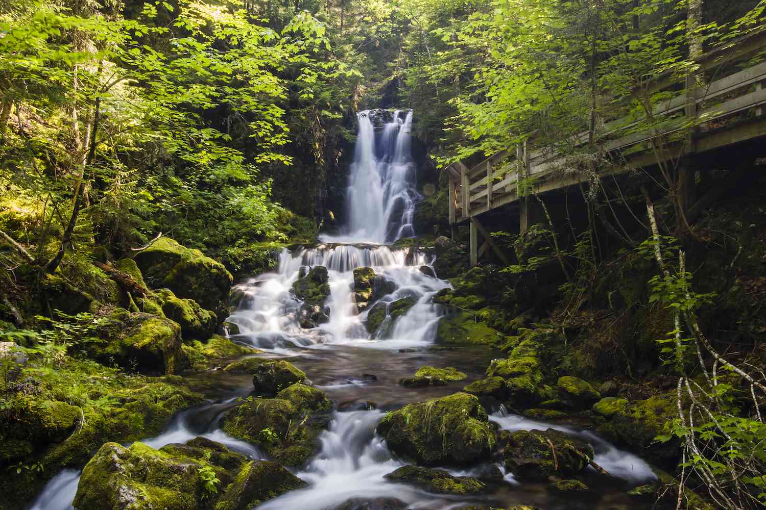 瀑布在芬迪国家公园的绿色森林中流动