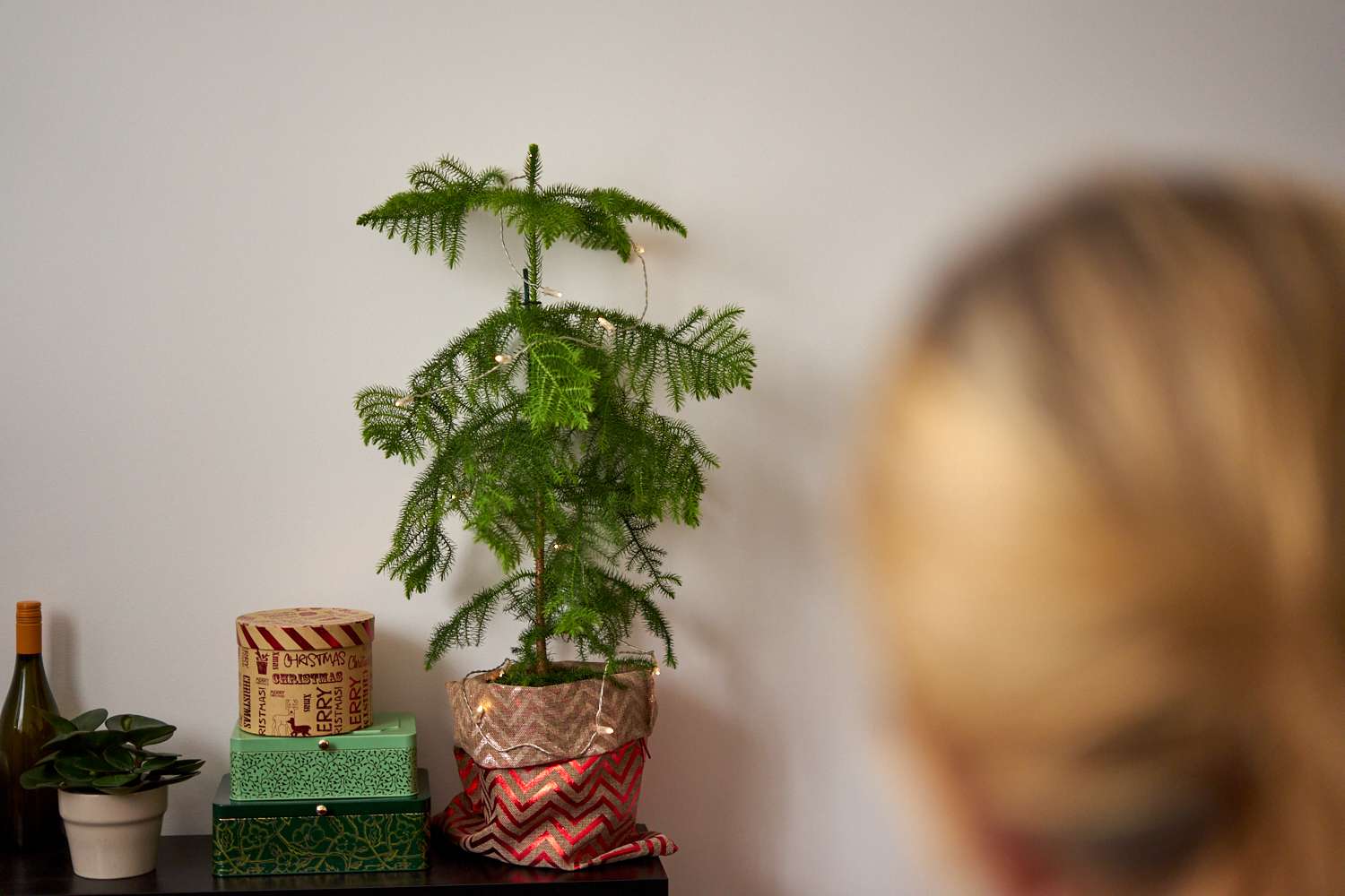 小诺福克岛松室内植物，梳妆台上有圣诞灯