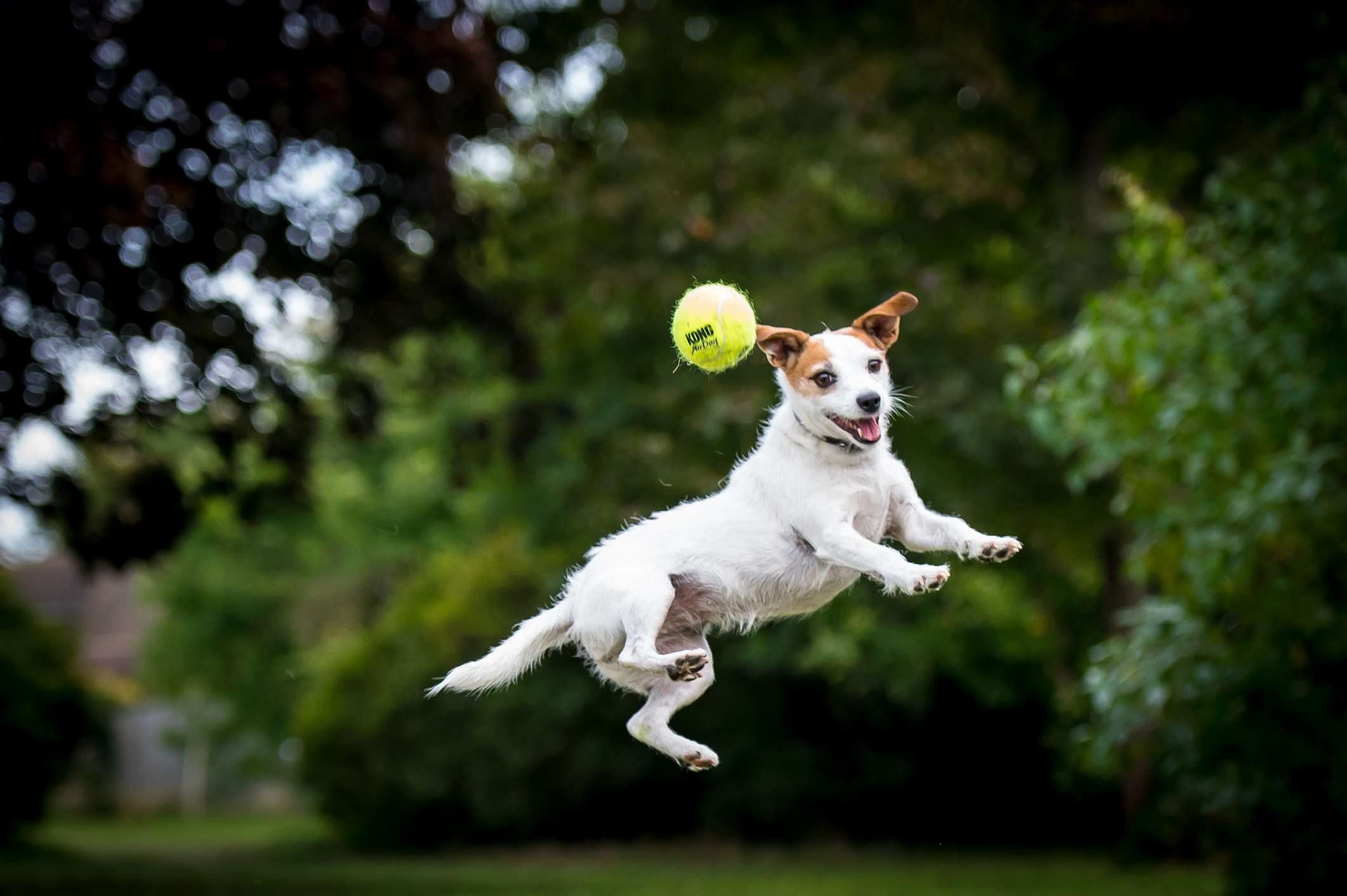 杰克罗素梗犬在空中跳到一个球在公园