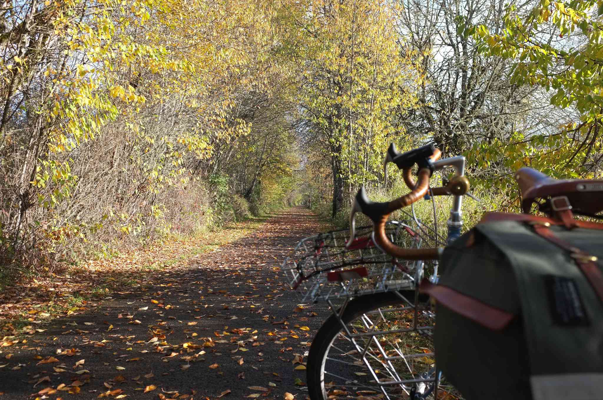 一辆旅游自行车停在森林里铺好的自行车道上