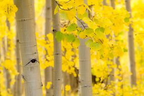 森林中as植的树干和黄色叶子。“width=