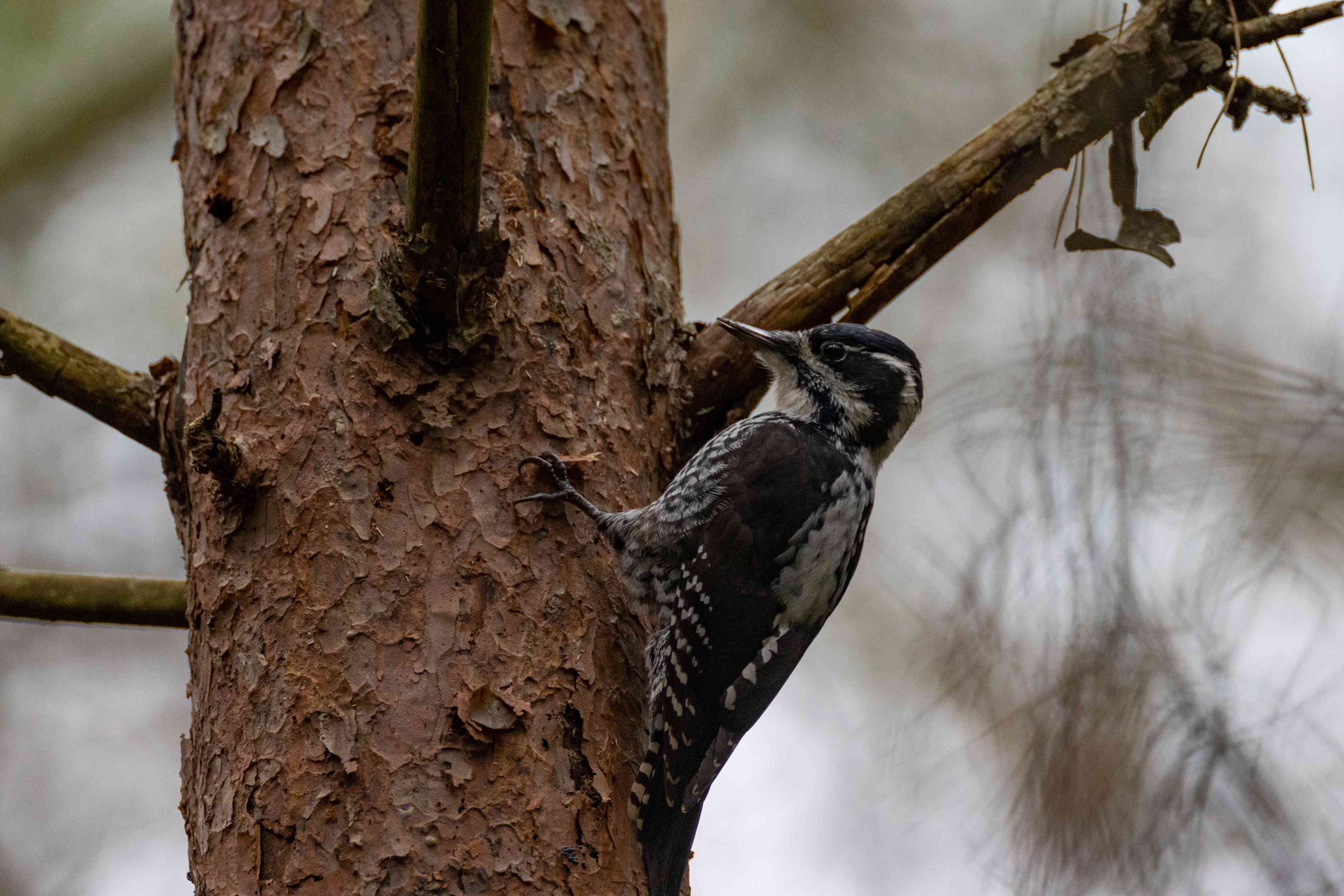 树上的欧亚三趾啄木鸟。＂width=
