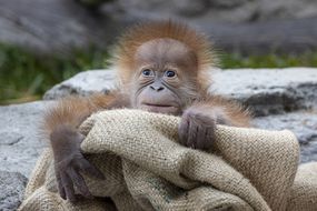 婴儿苏门答腊猩猩出生于圣地亚哥动物园“width=