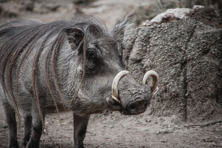 一头野猪与深灰色的皮毛和弯曲的象牙