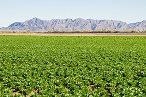 亚利桑那州尤马山麓附近的一大片生菜田。
