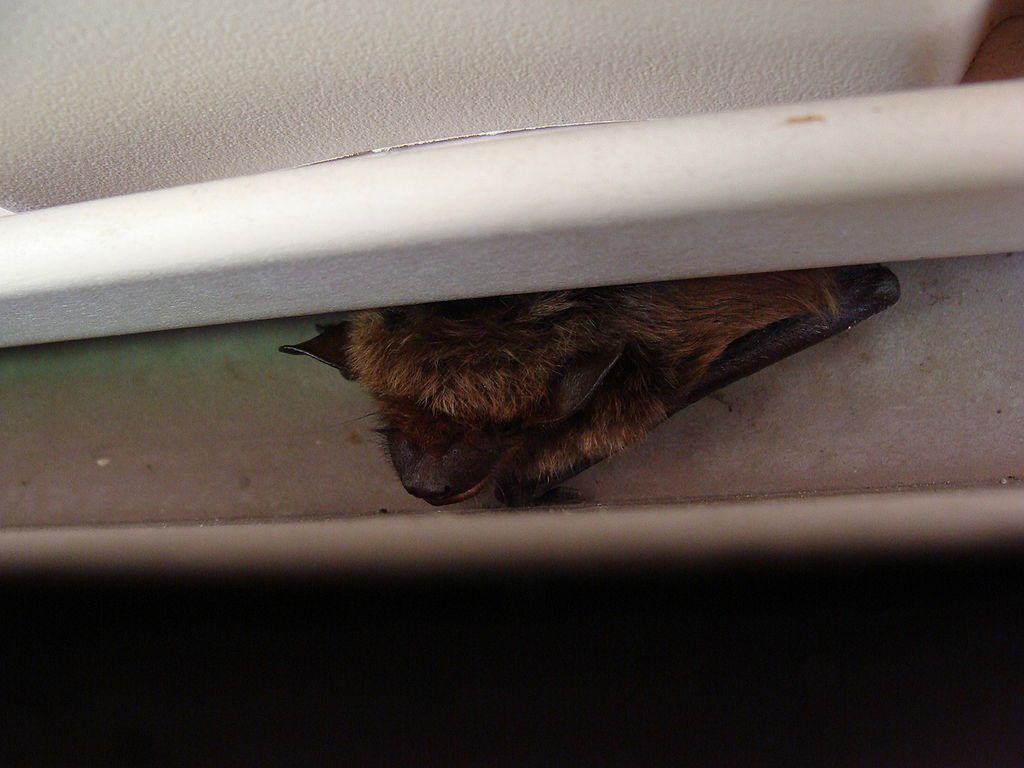 蝙蝠在房屋外部的白色塑料屋檐中栖息