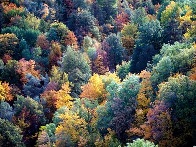 Temperate deciduous forest in autumn