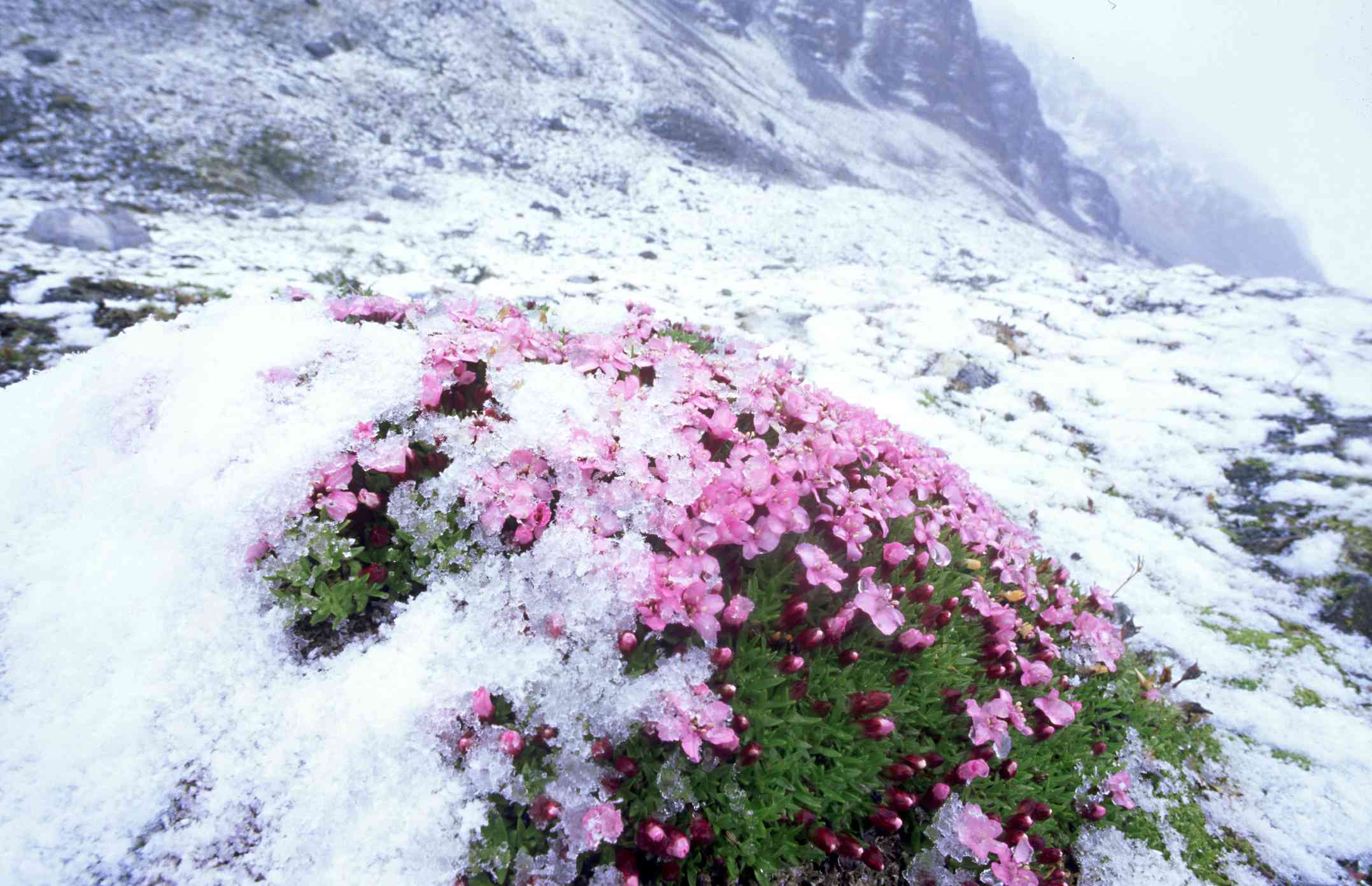一层雪下生长着一堆粉红色的花＂width=