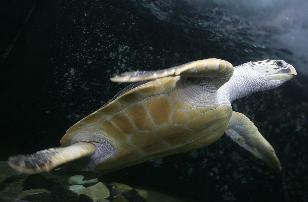 一只棱皮龟在镜头上方的水中滑翔。