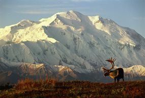美国阿拉斯加德纳里国家公园,驯鹿在Mt.McKinley面前