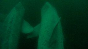 姥鲨鱼鳍对鱼鳍