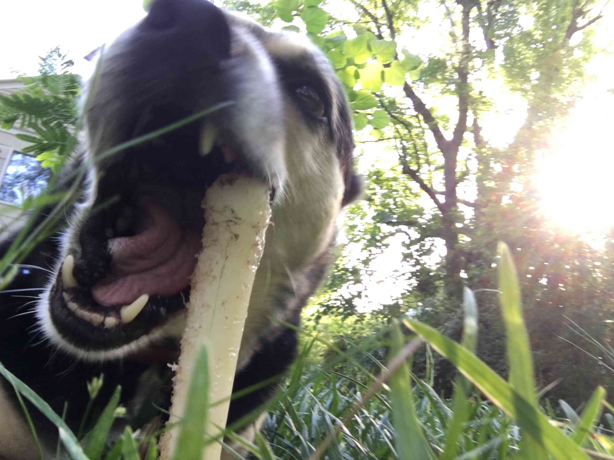 混血搜救犬奥蒂斯正在啃骨头