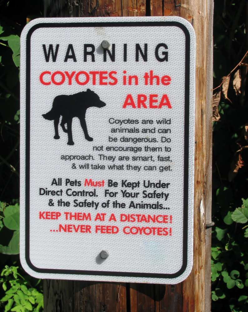 注意提醒徒步旅行者该地区有捕食者的标志。在小路上，小狗看起来像是诱人的猎物。