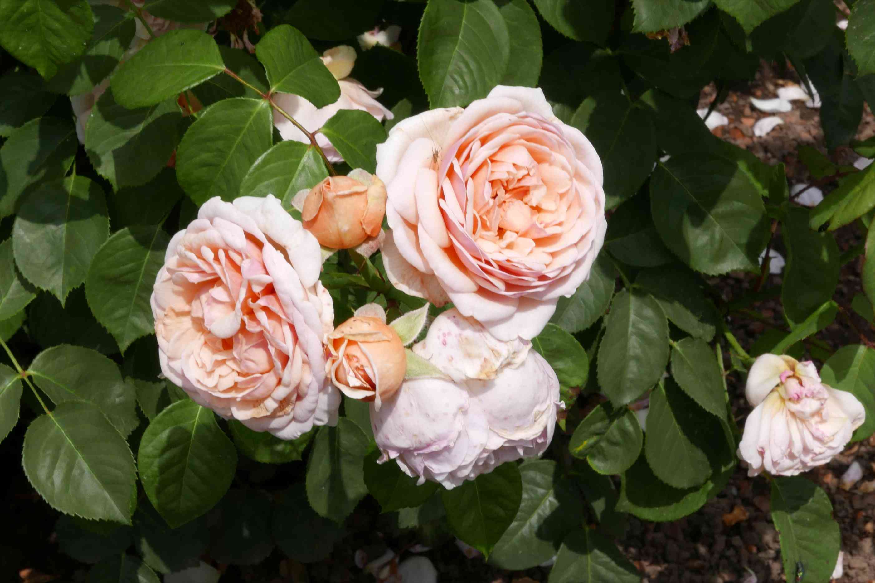 集群的粉红色朱丽叶玫瑰生长在玫瑰丛中
