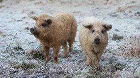 两只金发的曼加利卡猪站在白雪覆盖的草地上