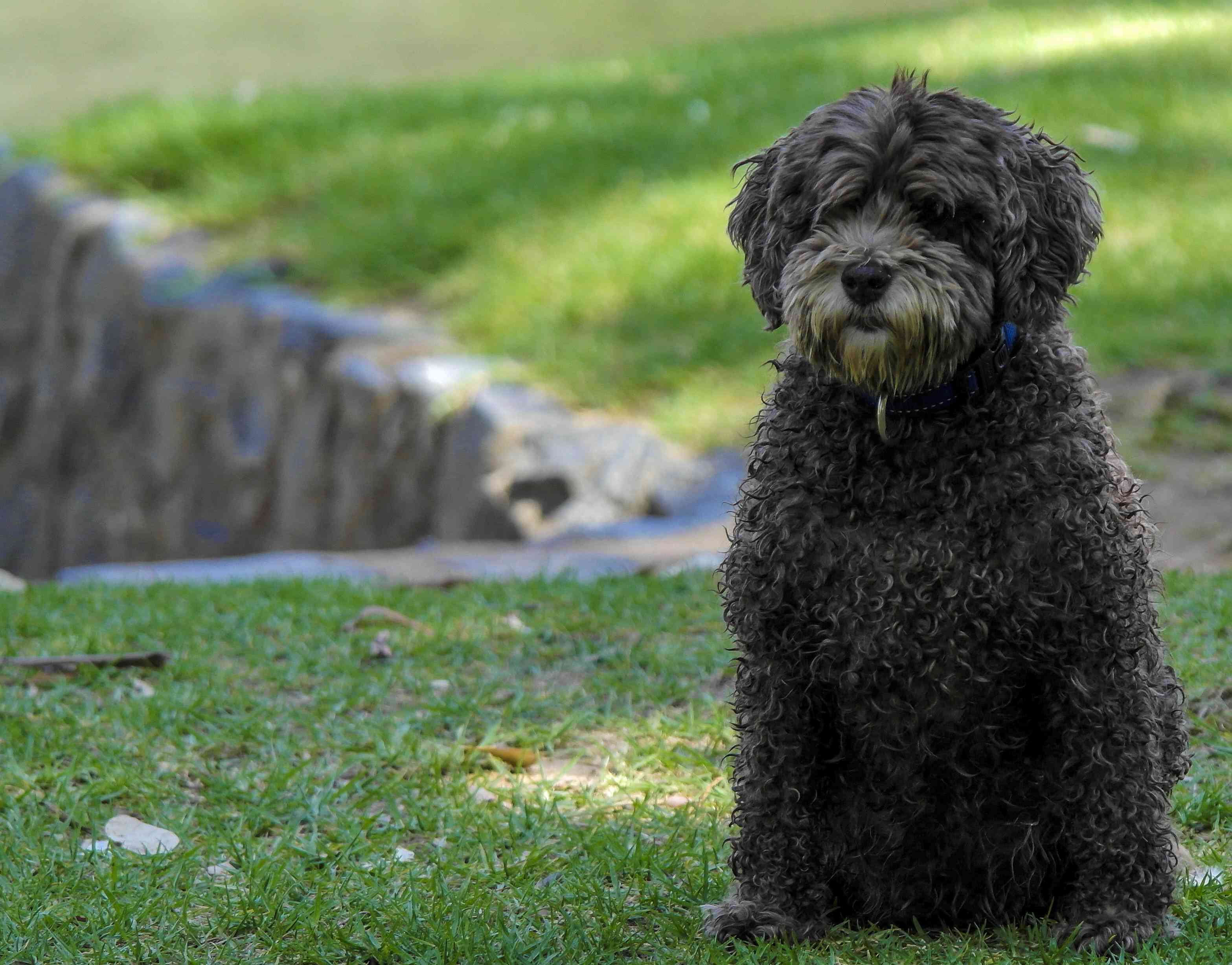 一只黑色的西班牙水狗站在岩石墙附近的草地上