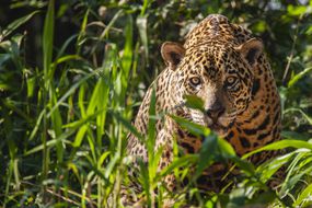潘塔纳尔的一只野生美洲虎躺在河边茂密的植被上警惕地看着＂width=