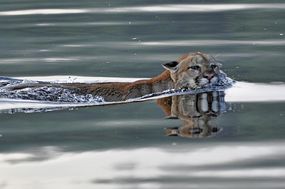 一个美洲狮在水里游泳