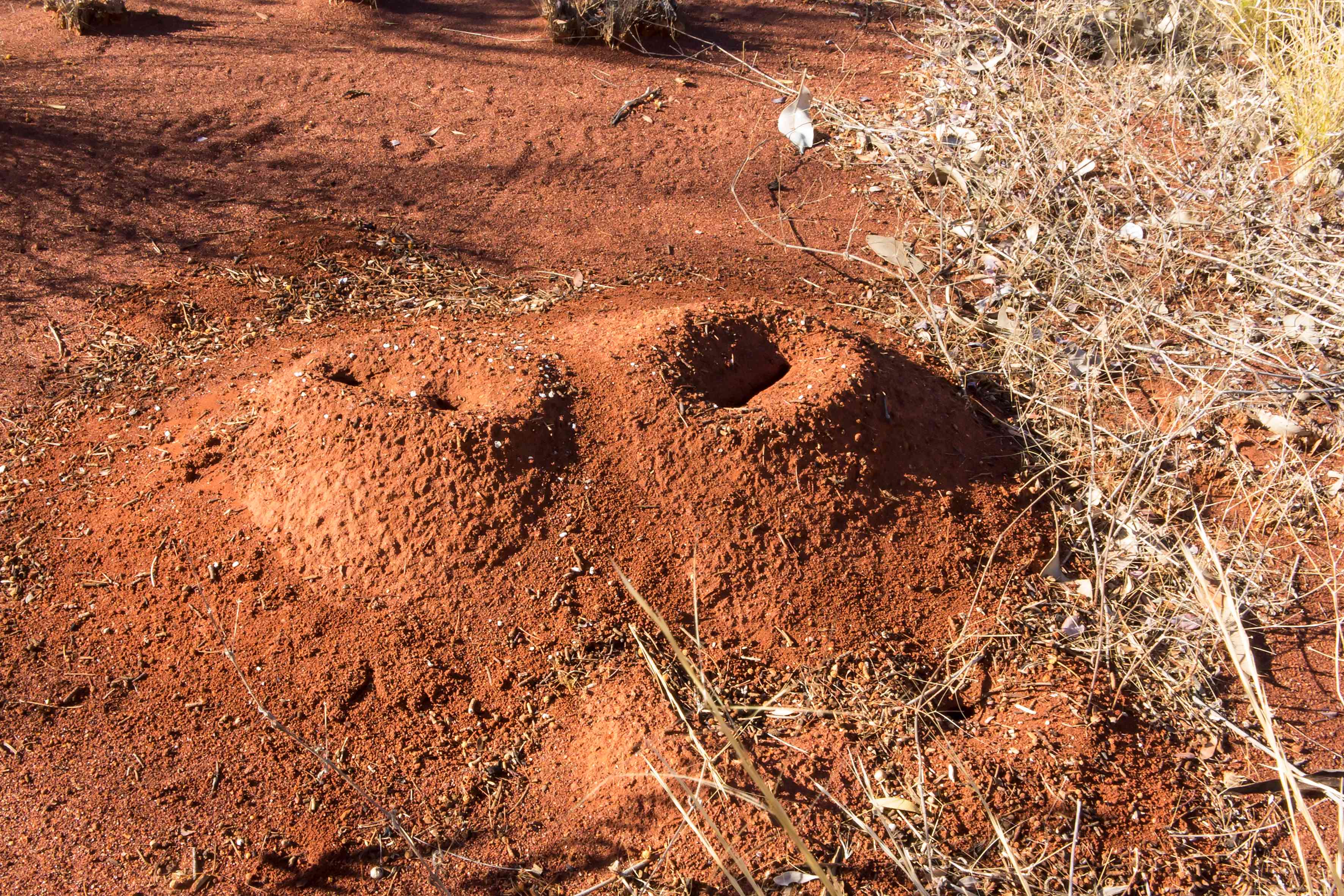 An any hill in the desert